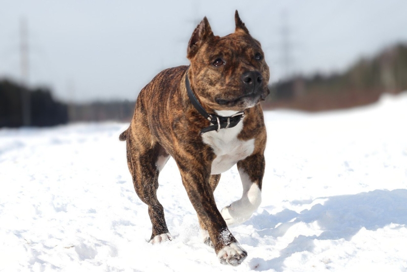 Собака на снегу