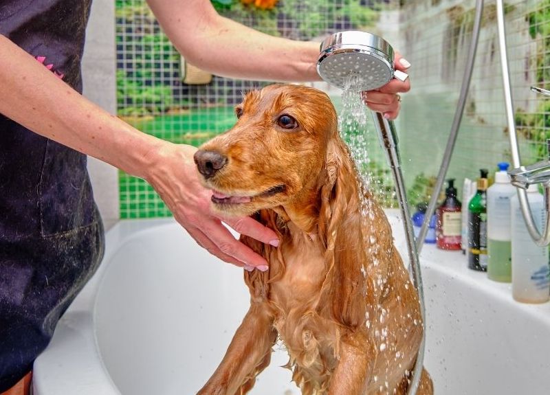 Мытье собаки