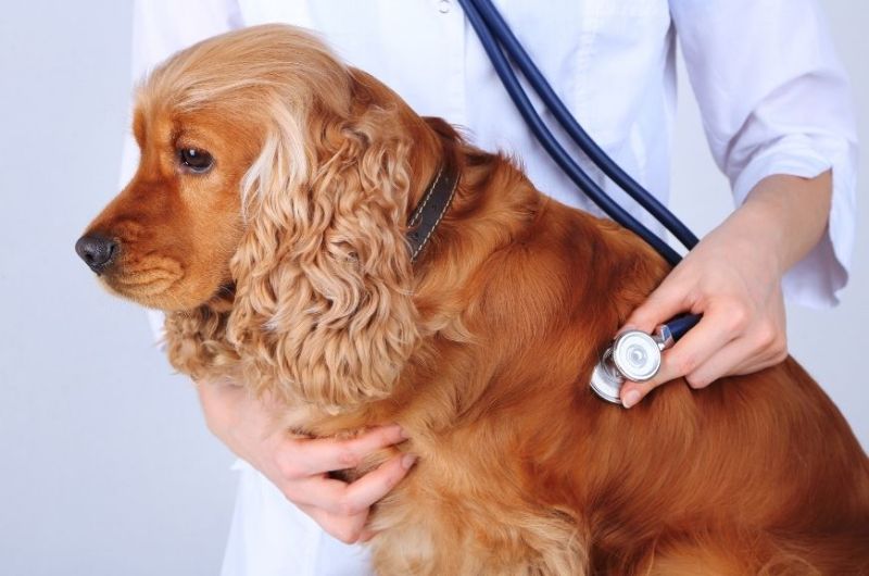 Проверка пса у ветеринара