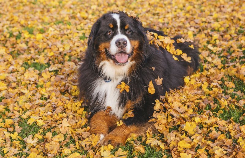 Пес в листве