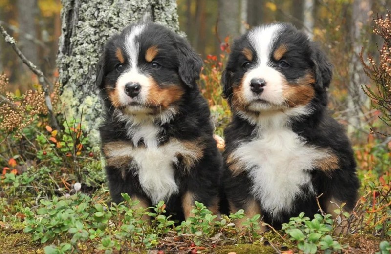 Два милых щенка