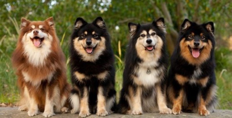 Различные окрасы собак
