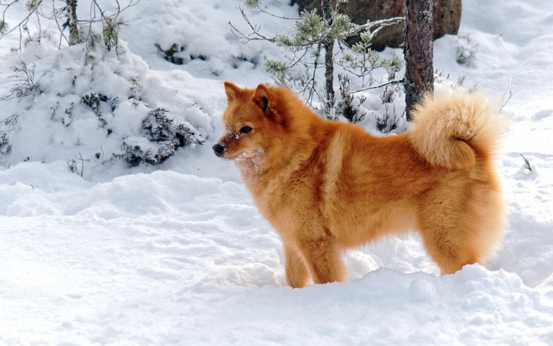 Пес в снегу
