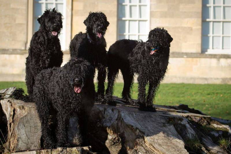 Собаки с черным окрасом