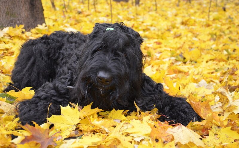 Собака в листве