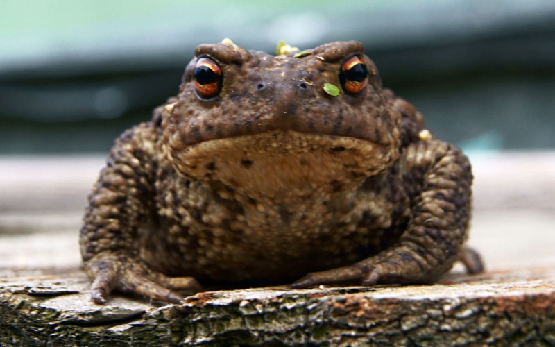 Голова жабы 