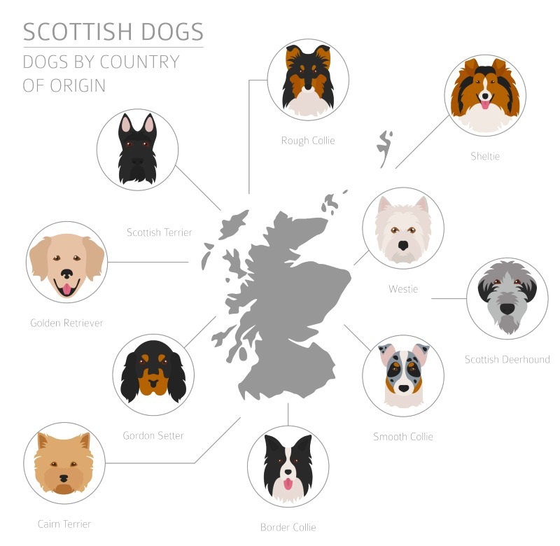 Шотландские породы собак