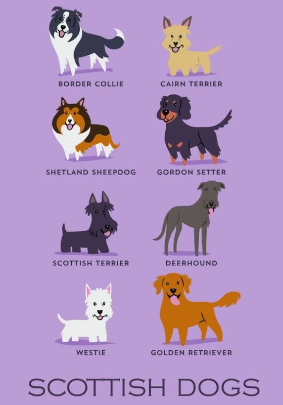 Шотландские собаки