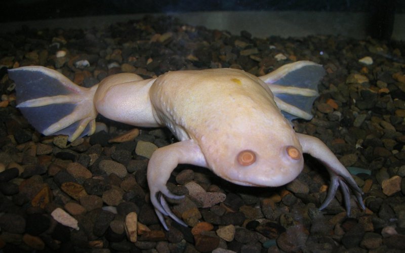 Амфибия шпорцевая лягушка 