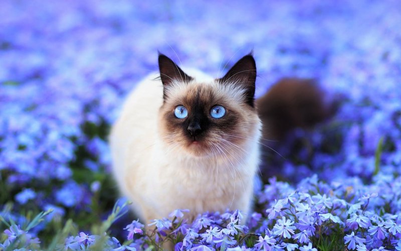 Кошка в цветах 