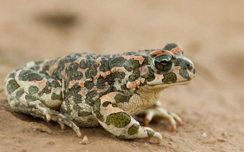 Амфибия среднеазиатская жаба 