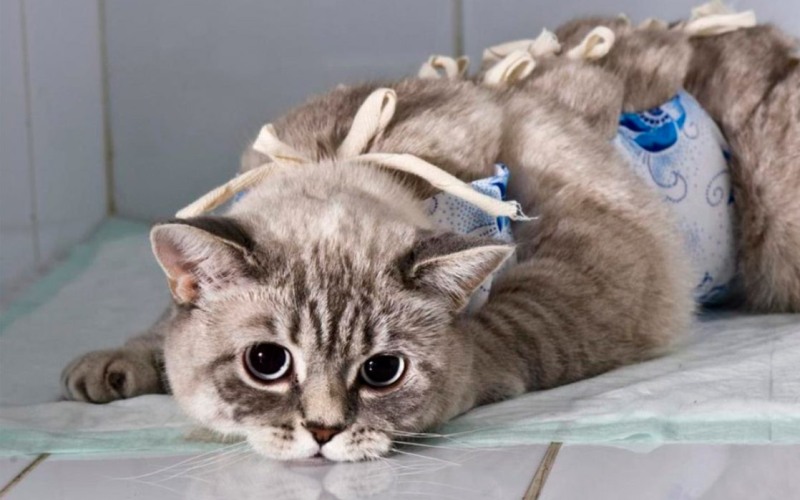 Кошка перед операцией 