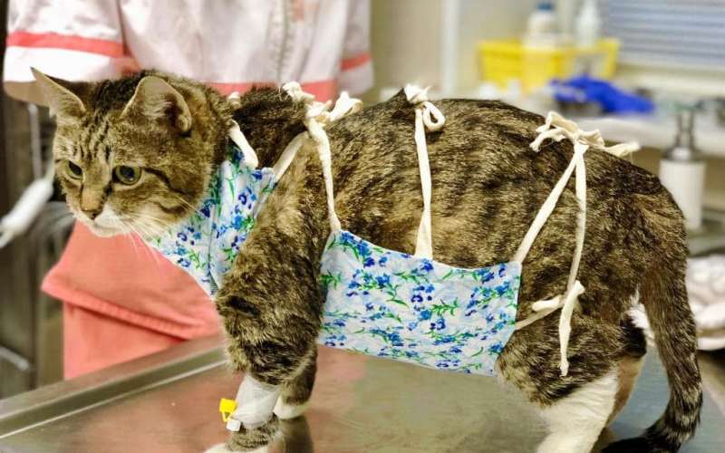 Кошка после операции 
