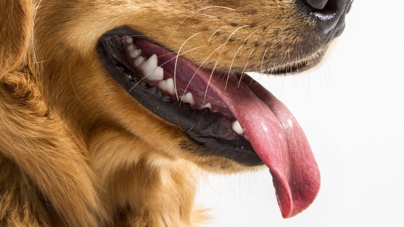 Собачий язык 
