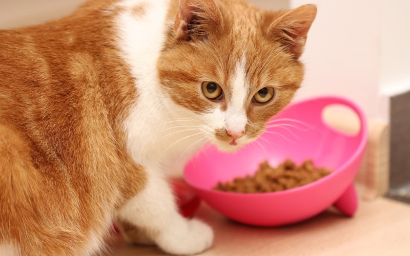 Кошка у миски с едой 