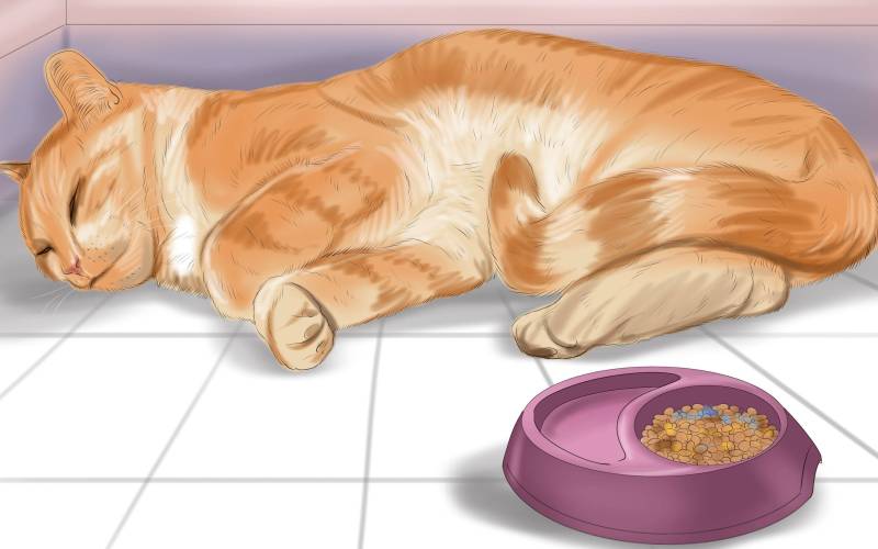Нарушение аппетита у кошки 