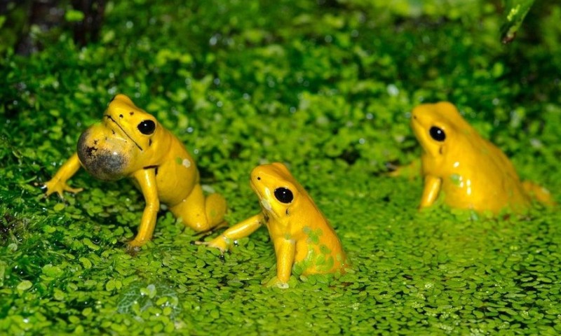 Лягушки в болоте 