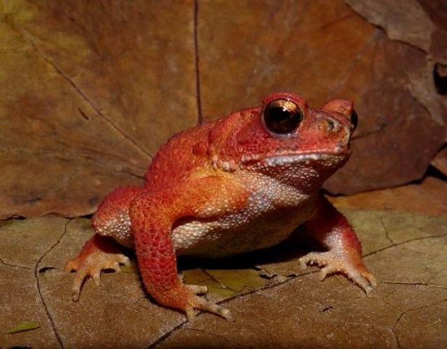 Амфибия вьетнамская горная жаба 
