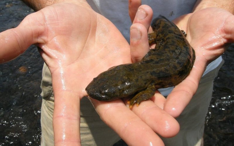 Головастик японской саламандры 