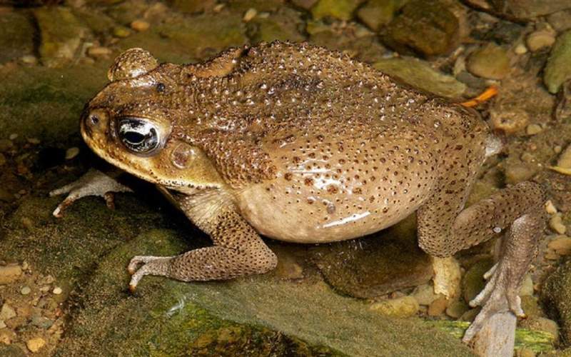 Ядовитая жаба