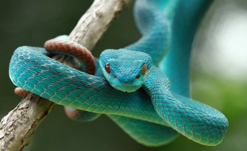 Красивая змея 