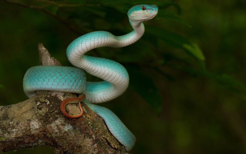 Необычный окрас змеи 