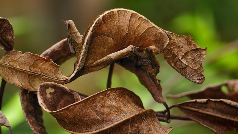 Рептилия листохвостый геккон 