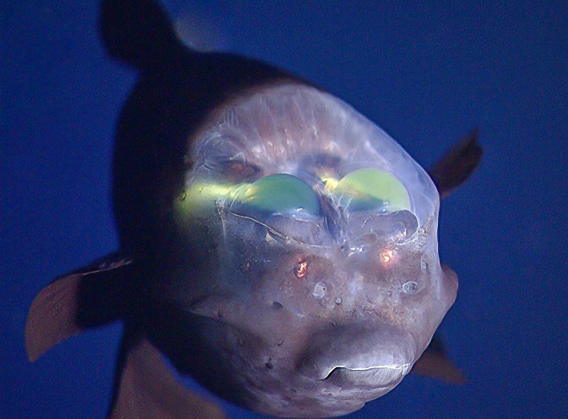 Глаза и рот рыбы 