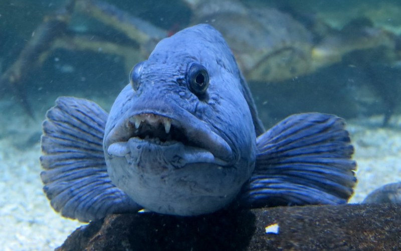 Голова рыбы