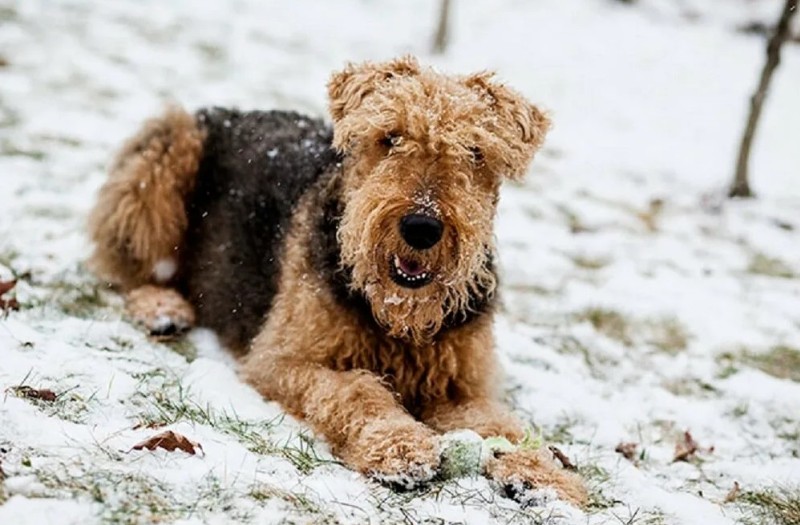 Пес в снегу