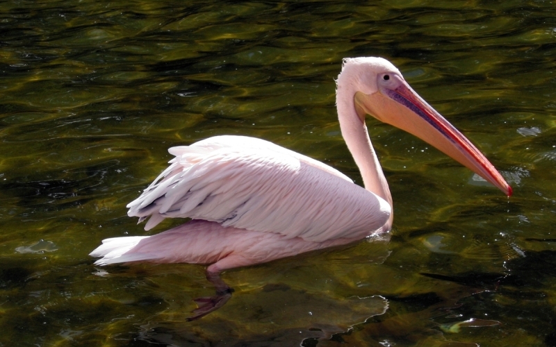 Пеликан розовый
