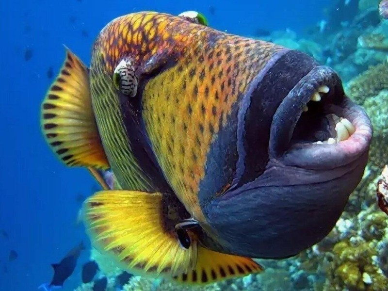 Голова рыбы 