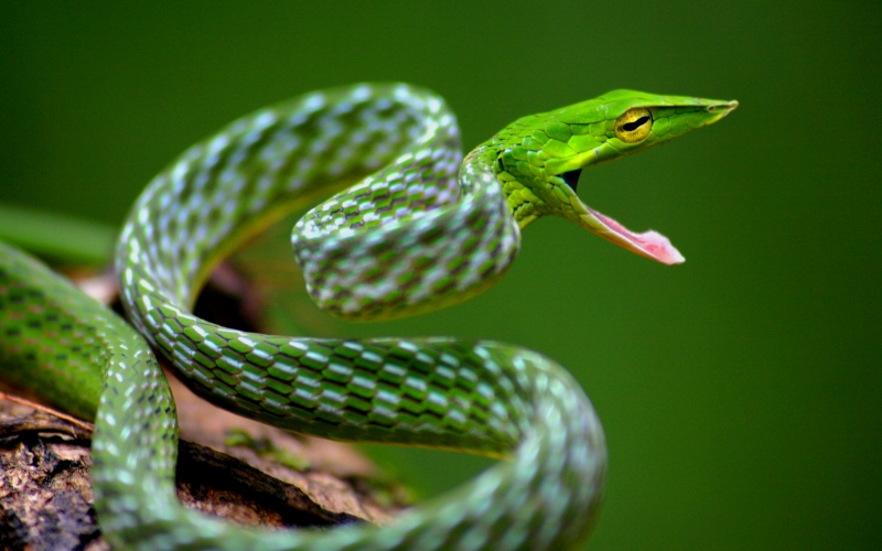 Змея травянисто-зеленая плетевидка 