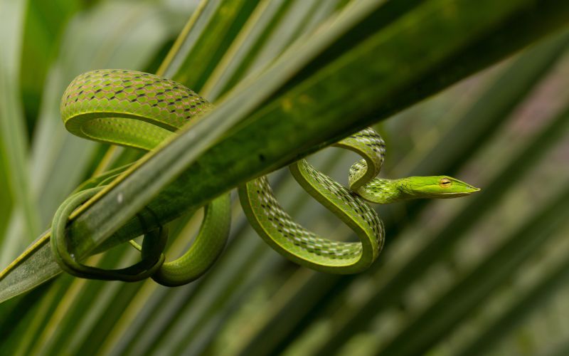 Зеленая змея 