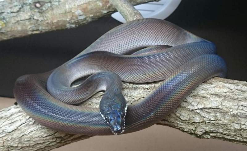 Змея белогубый питон 