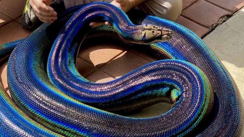 Красивый цвет змеи 