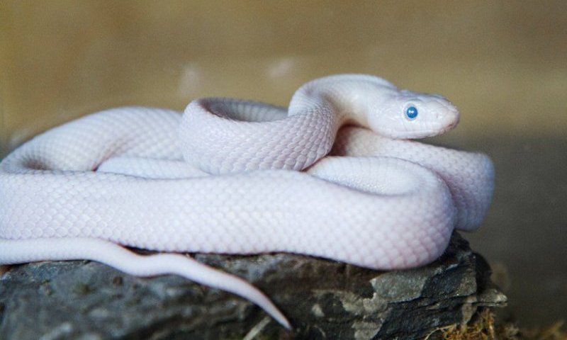 Змея белый техасский полоз 