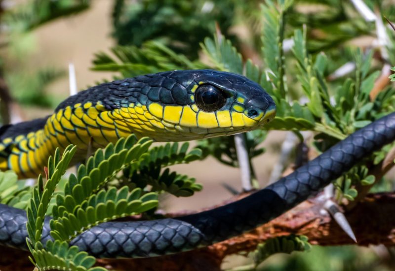 Интересная окраска змеи 