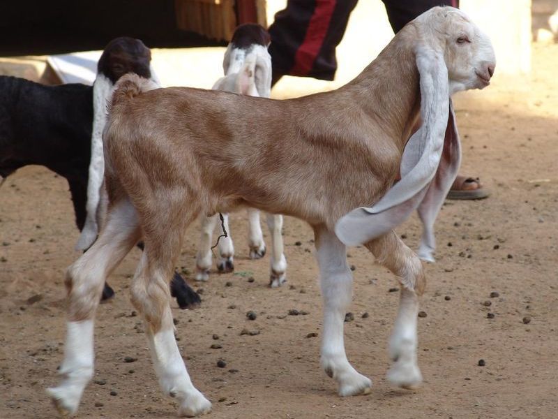 Животное дамасская коза 