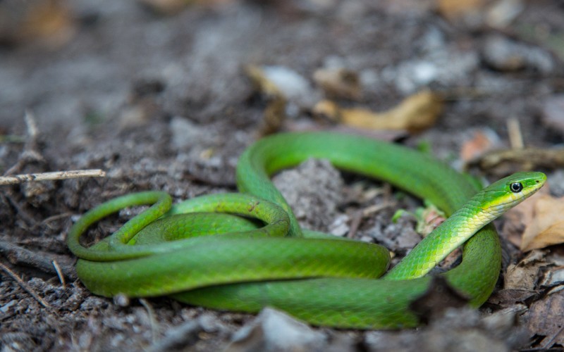 Змея килеватый травяной уж 