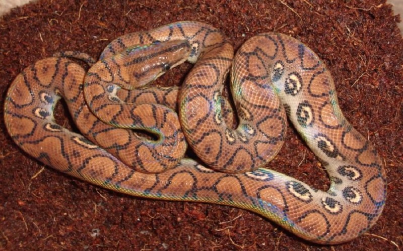 Змея колумбийский радужный удав 