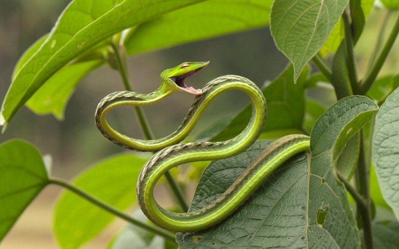 Змея остроголовая змея 