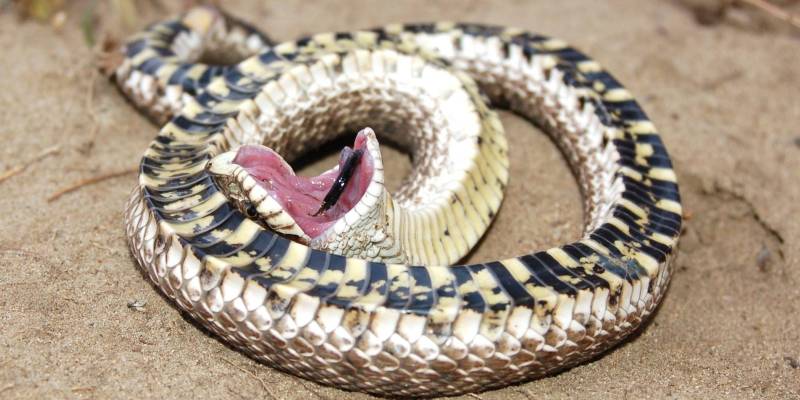 Змея с открытым ртом 