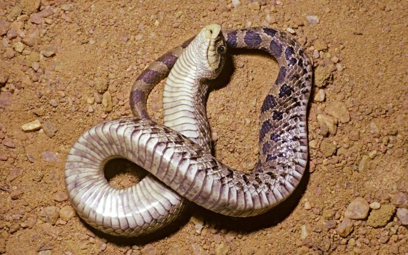 Необычная змея 