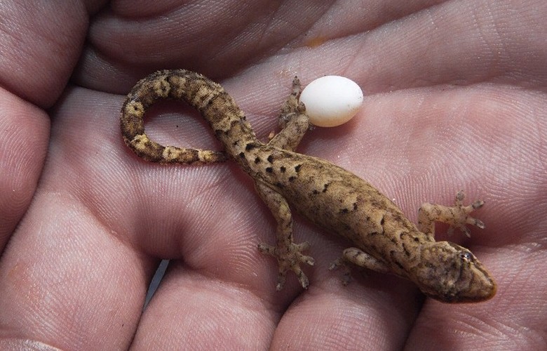 Траурный геккон откладывает яйца 
